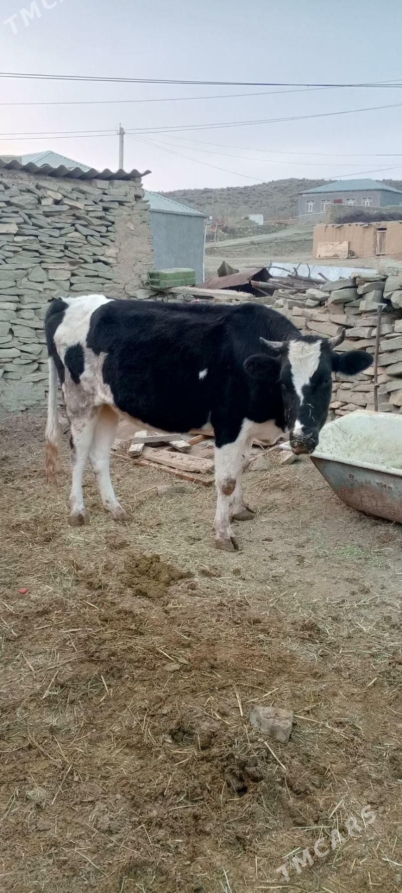 sygyr we tuwe - Bäherden - img 4