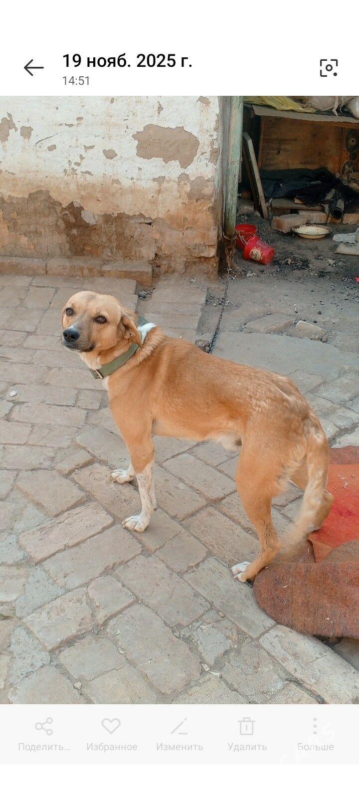 собака - Baýramaly - img 1