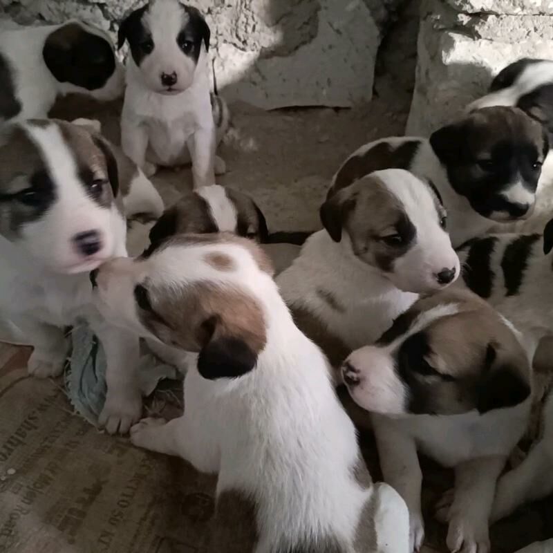 Güjük 11 şt. - Балканабат - img 1