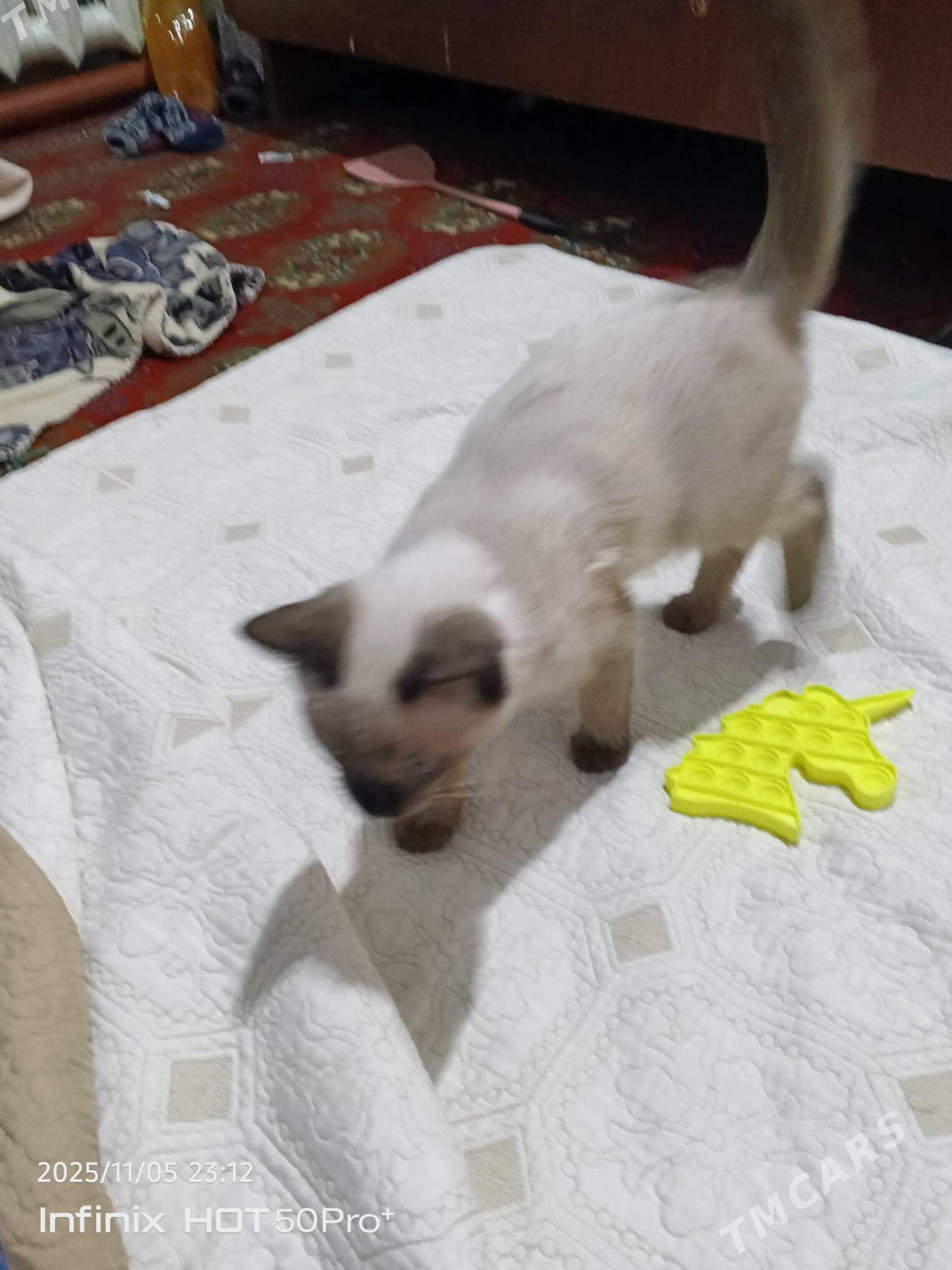 siamisky pisik - Байрамали - img 2