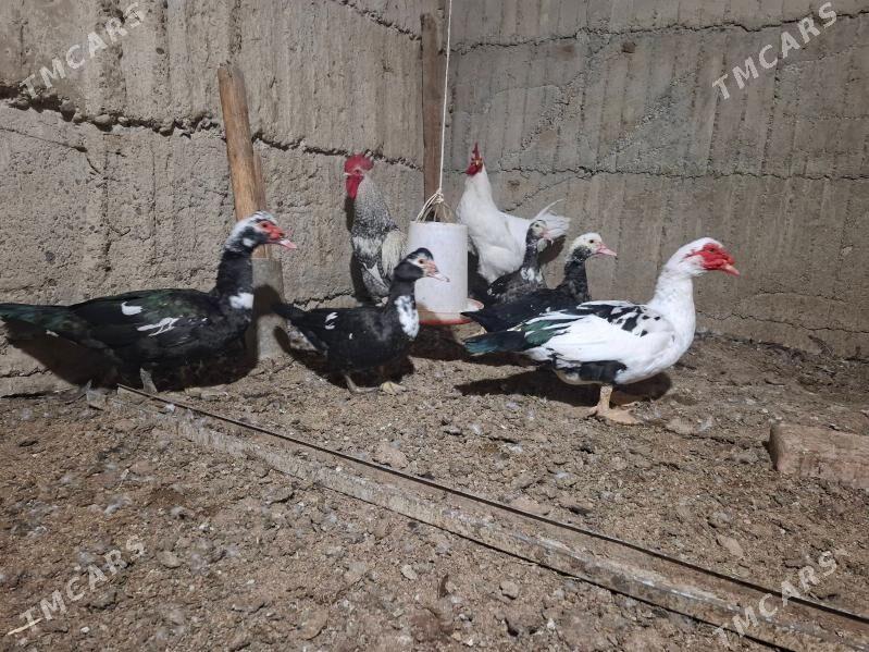 indautga - Herrikgala - img 3