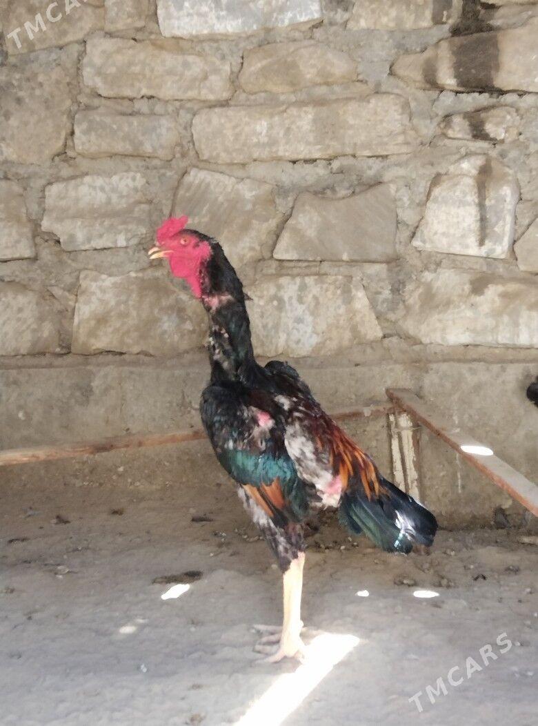 BAYES HORAZ - Esenguly - img 1