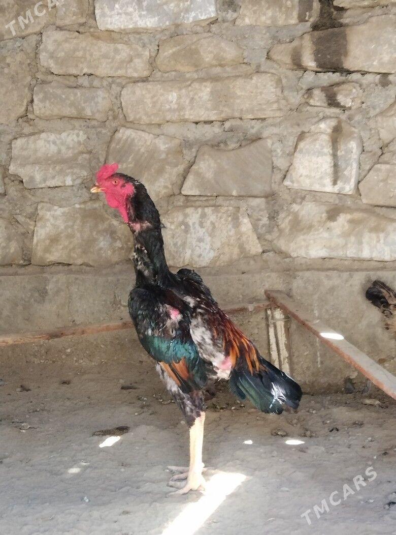 BAYES HORAZ - Esenguly - img 2