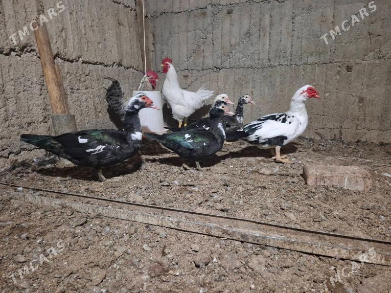 indautga - Herrikgala - img 2