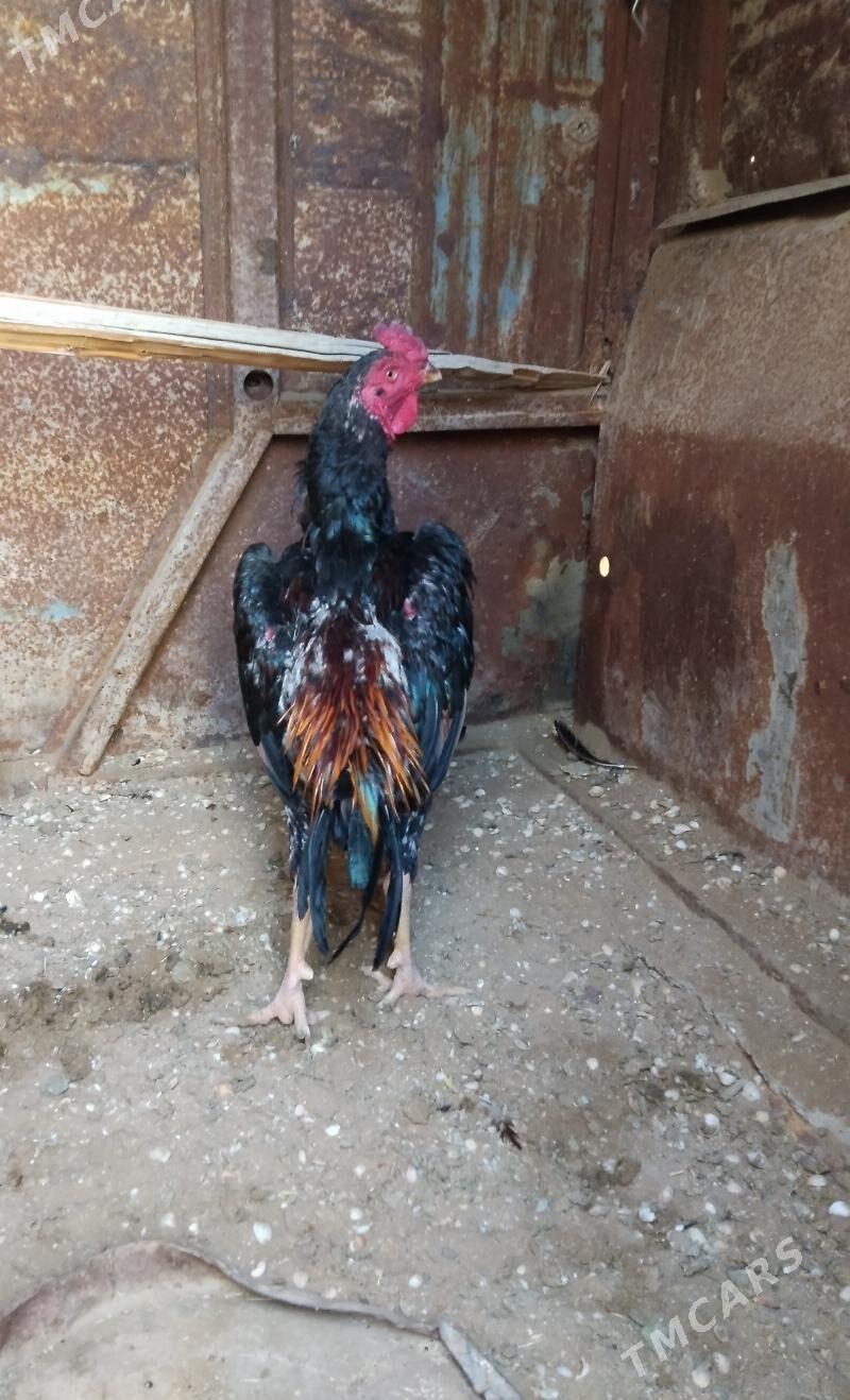 BAYES HORAZ - Esenguly - img 6