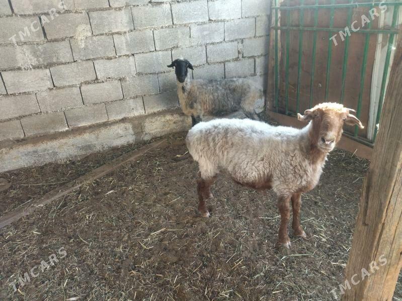 goyun - Ашхабад - img 2