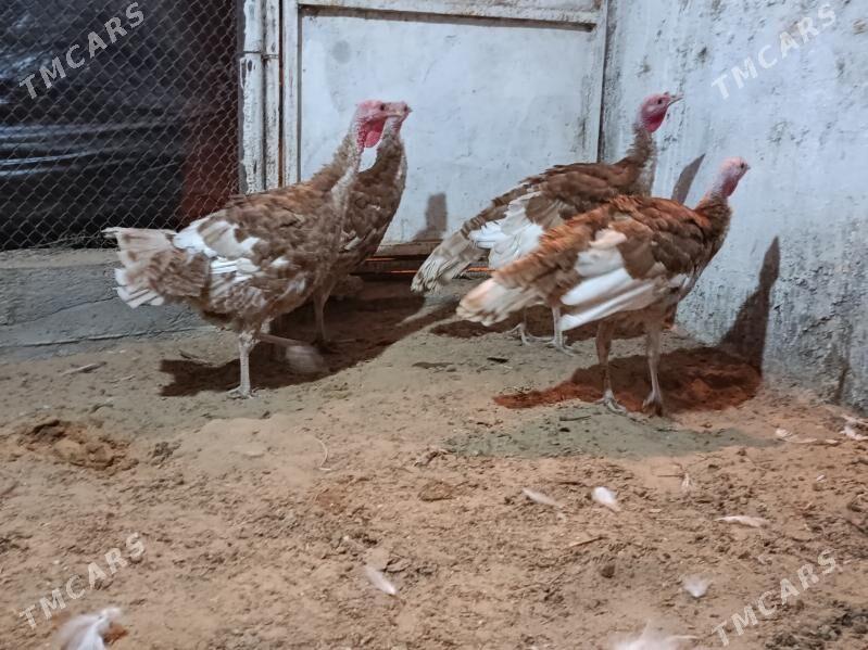 Owgan induk - Херрикгала - img 5