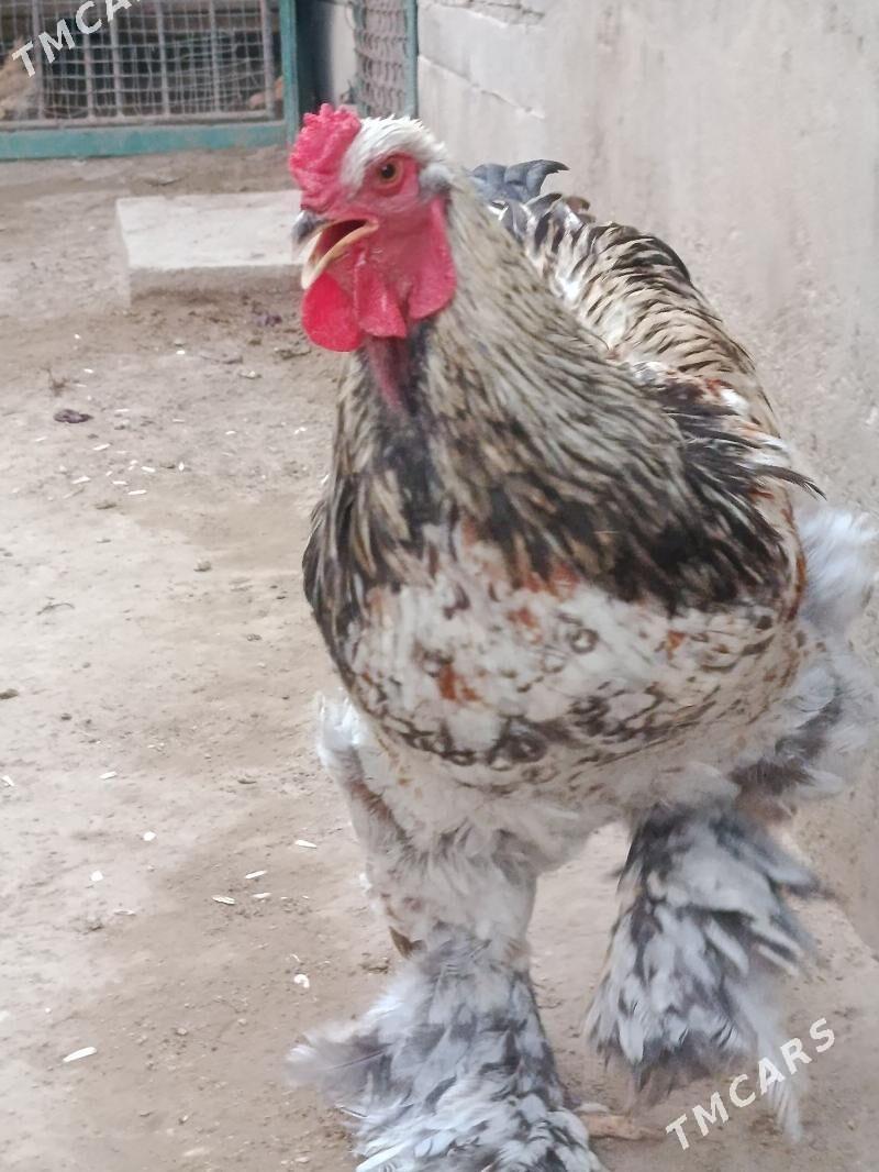 товук - Gumdag - img 3