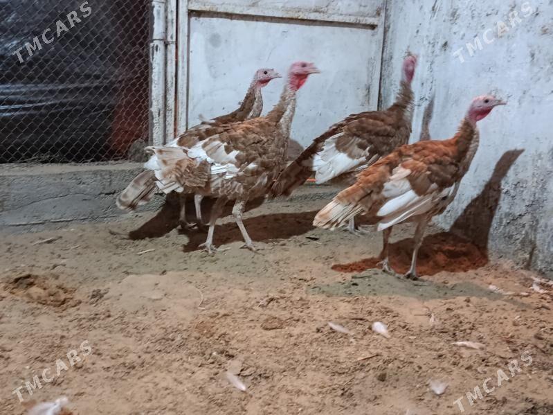 Owgan induk - Херрикгала - img 4