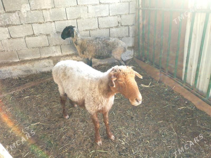 goyun - Ашхабад - img 3