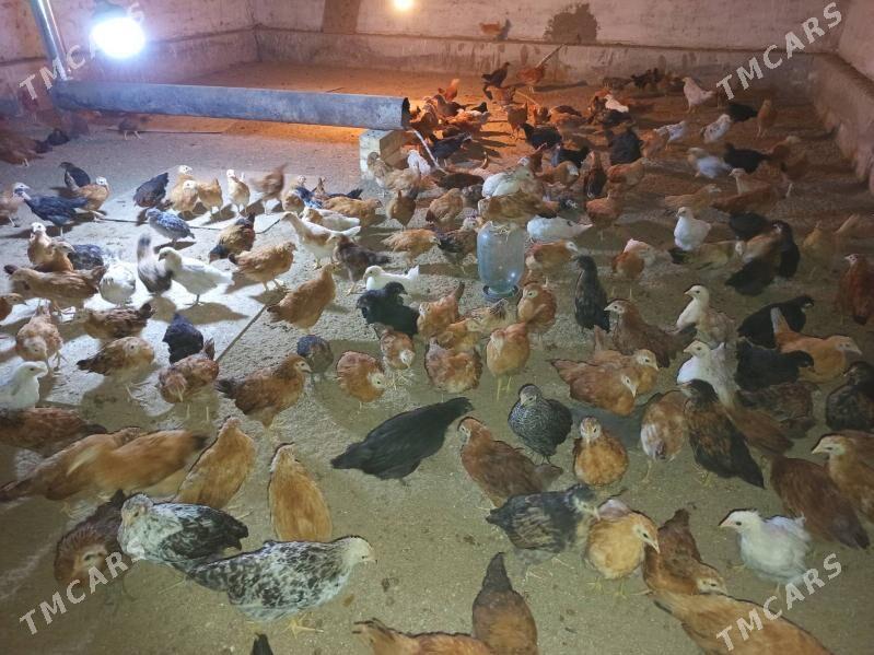 . jüýje. - Мары - img 2