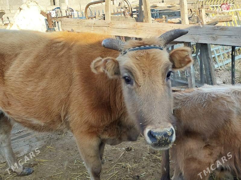 sygyr - Balkanabat - img 2