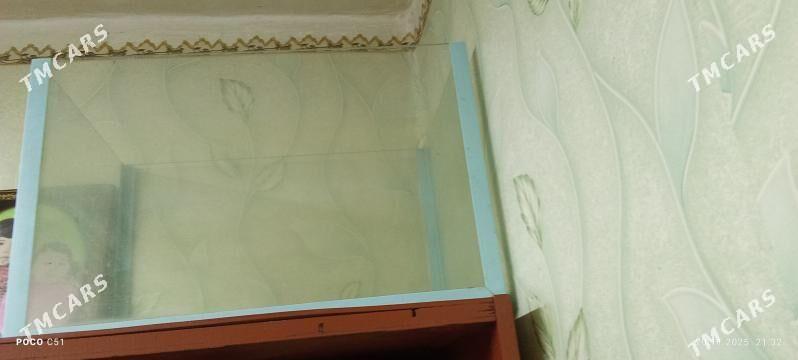 аквариум - Mary - img 1