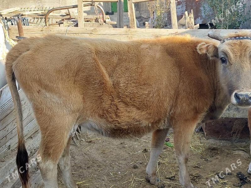 sygyr - Balkanabat - img 6