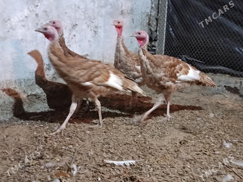 Owgan induk - Херрикгала - img 3