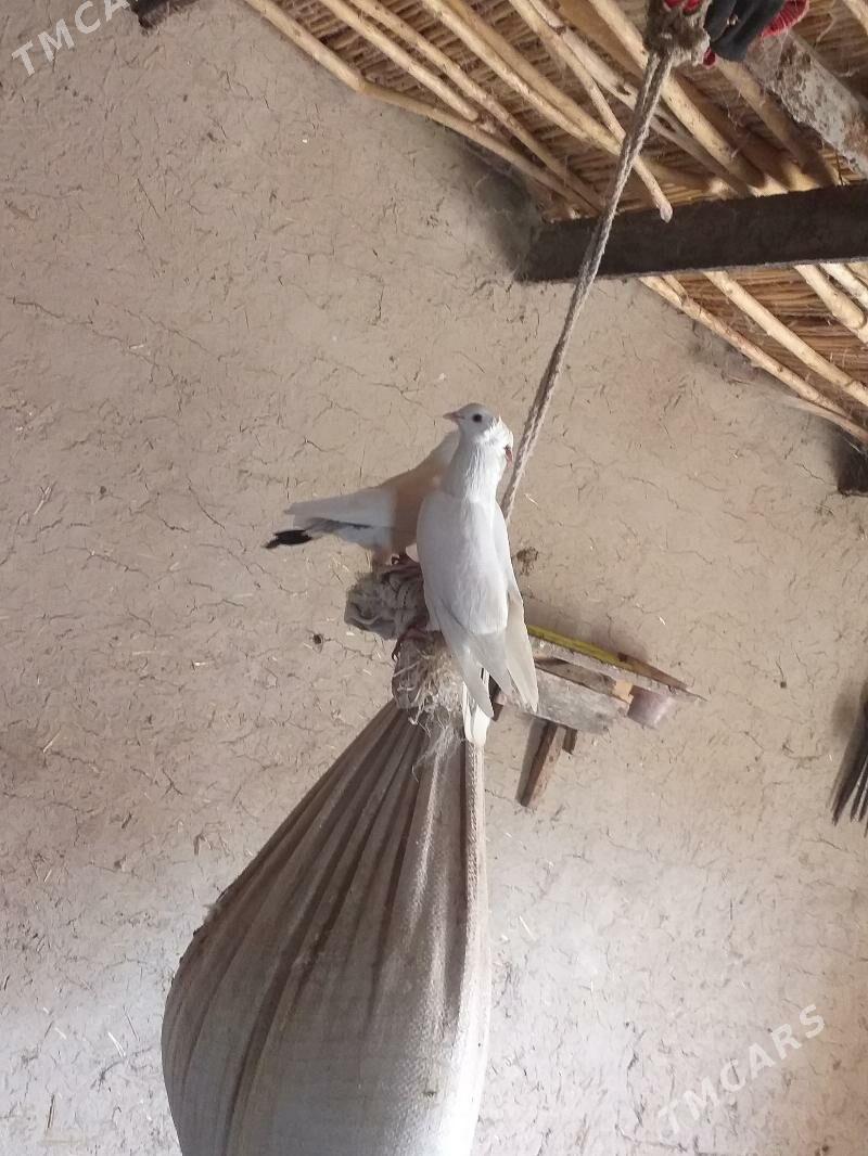 Kepderi - Akdepe - img 3