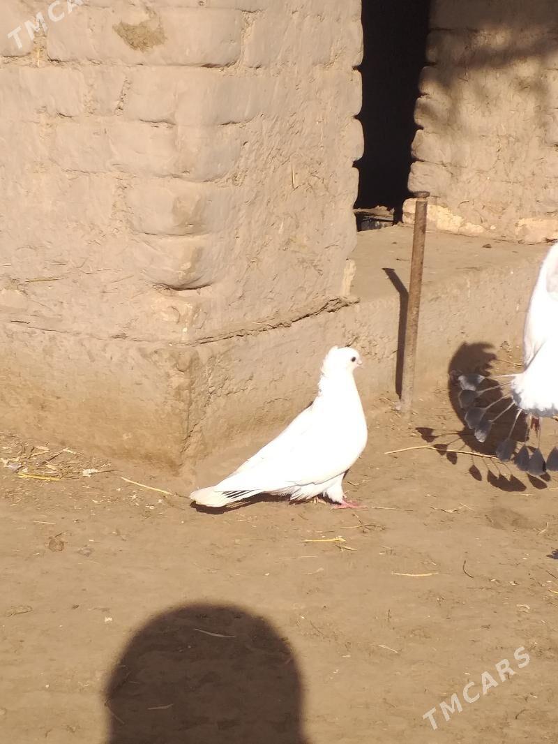 Kepderi - Akdepe - img 4