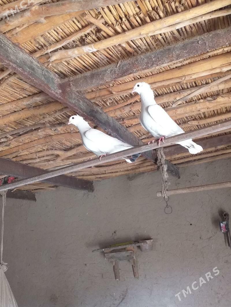 Kepderi - Akdepe - img 2