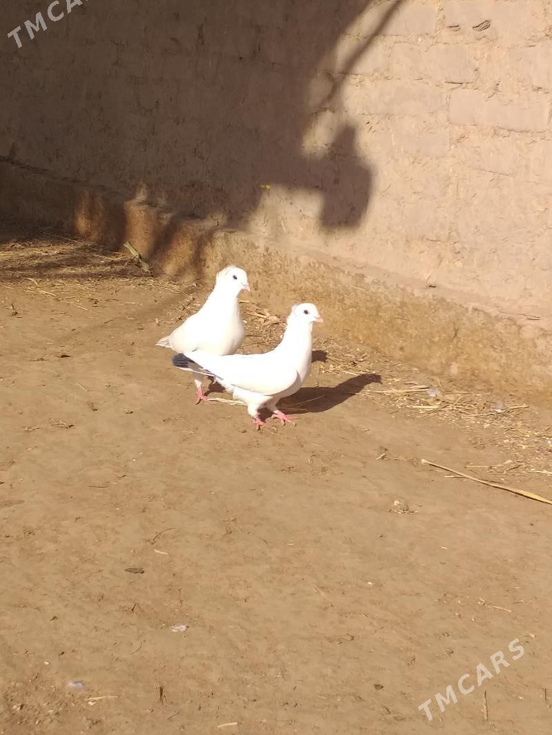 Kepderi - Akdepe - img 5