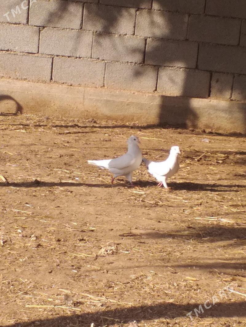 Kepderi - Akdepe - img 6