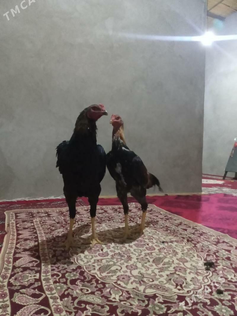 horaz - Векильбазар - img 7