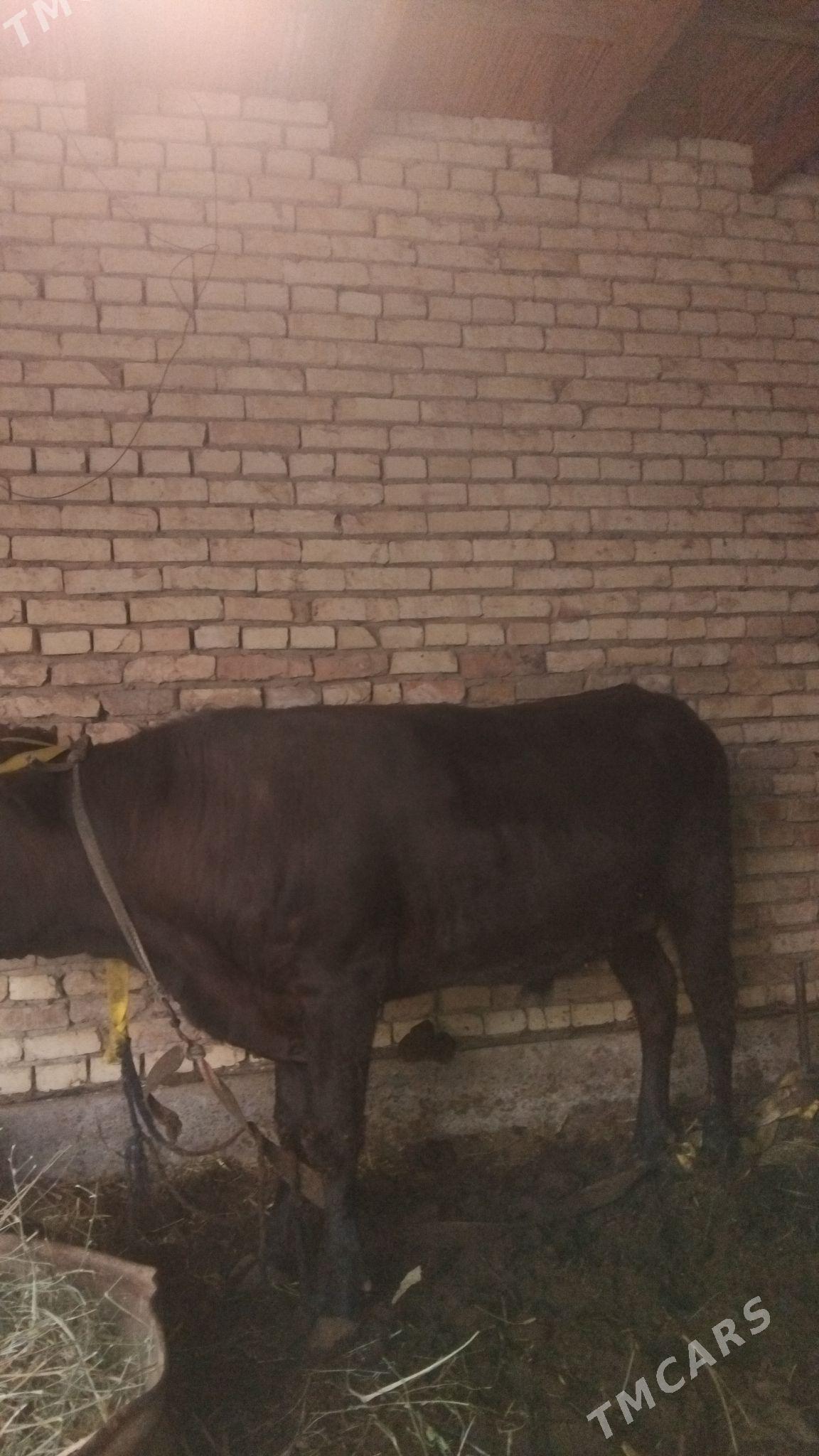 mal okuz - Мары - img 2