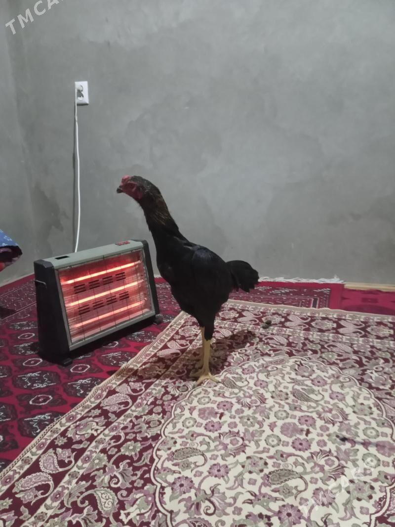 horaz - Векильбазар - img 6