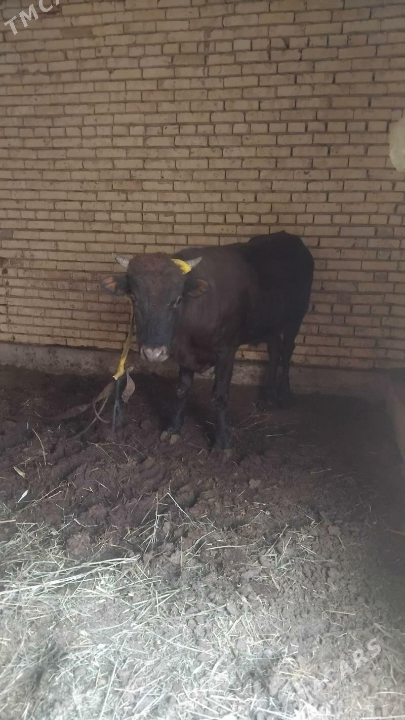 mal okuz - Мары - img 1