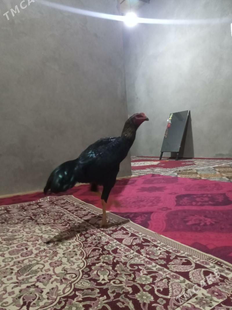 horaz - Векильбазар - img 4