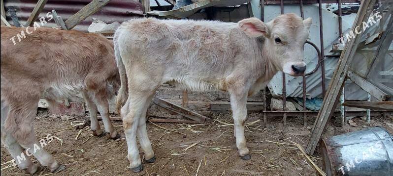 okùzçe - Балканабат - img 1