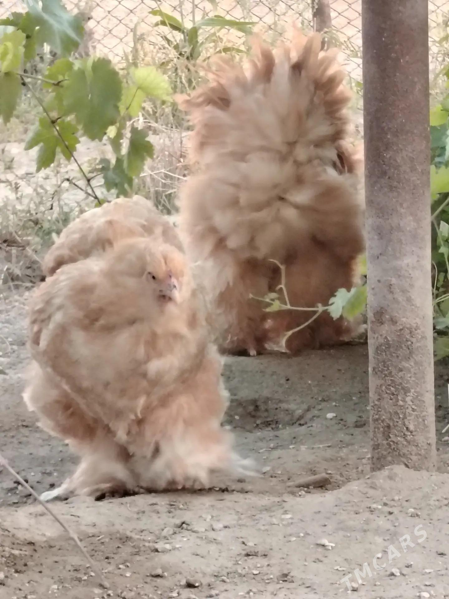 Brama Kokinhin - Balkanabat - img 4