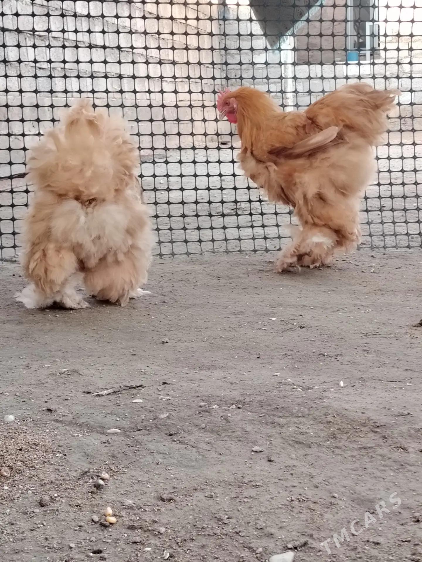 Brama Kokinhin - Balkanabat - img 1