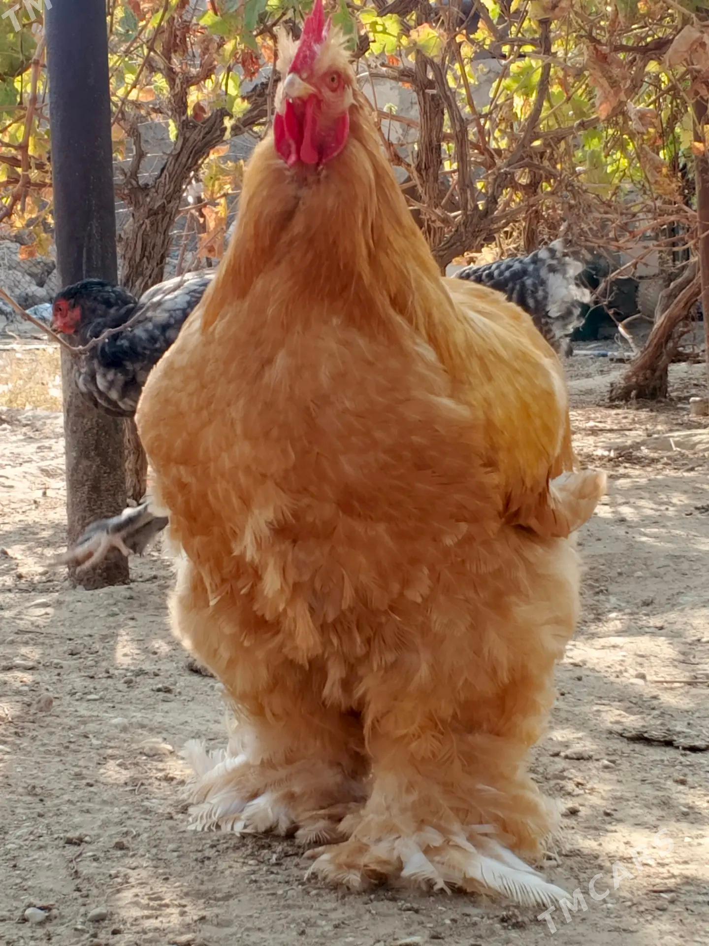 Brama Kokinhin - Balkanabat - img 3