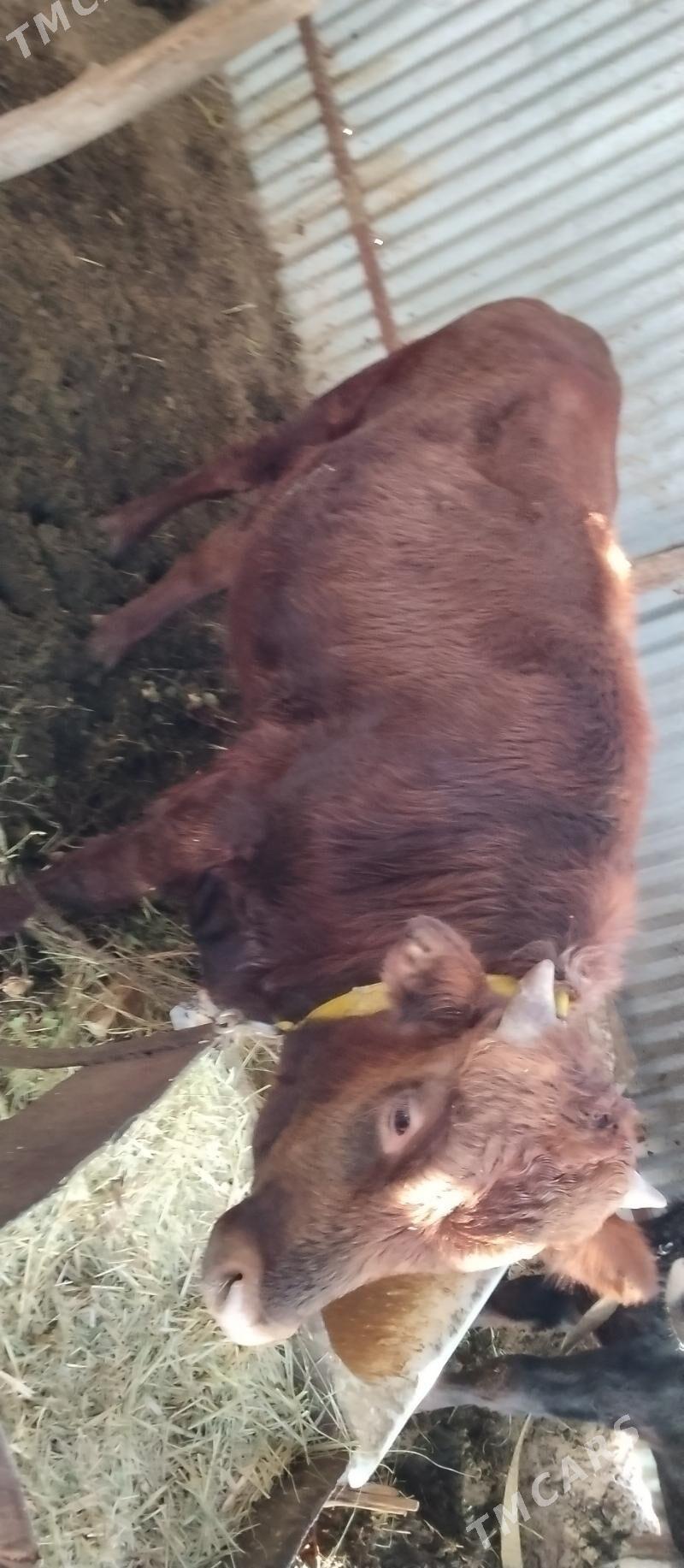 Öküz 2 sany bakylan - Babadaýhan - img 5