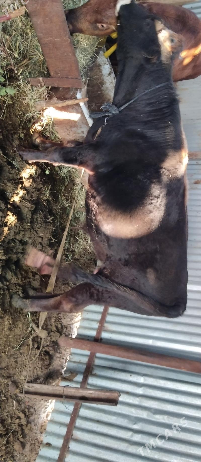 Öküz 2 sany bakylan - Babadaýhan - img 1