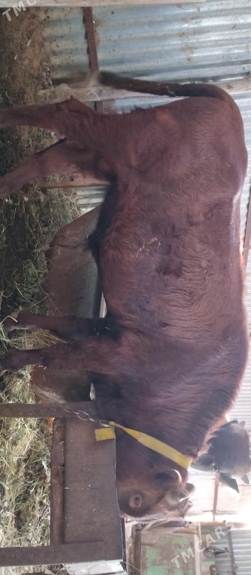 Öküz 2 sany bakylan - Babadaýhan - img 2