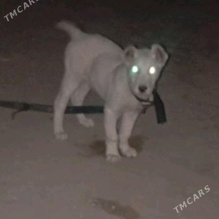 turkmen itturkmen it - Daşoguz - img 1