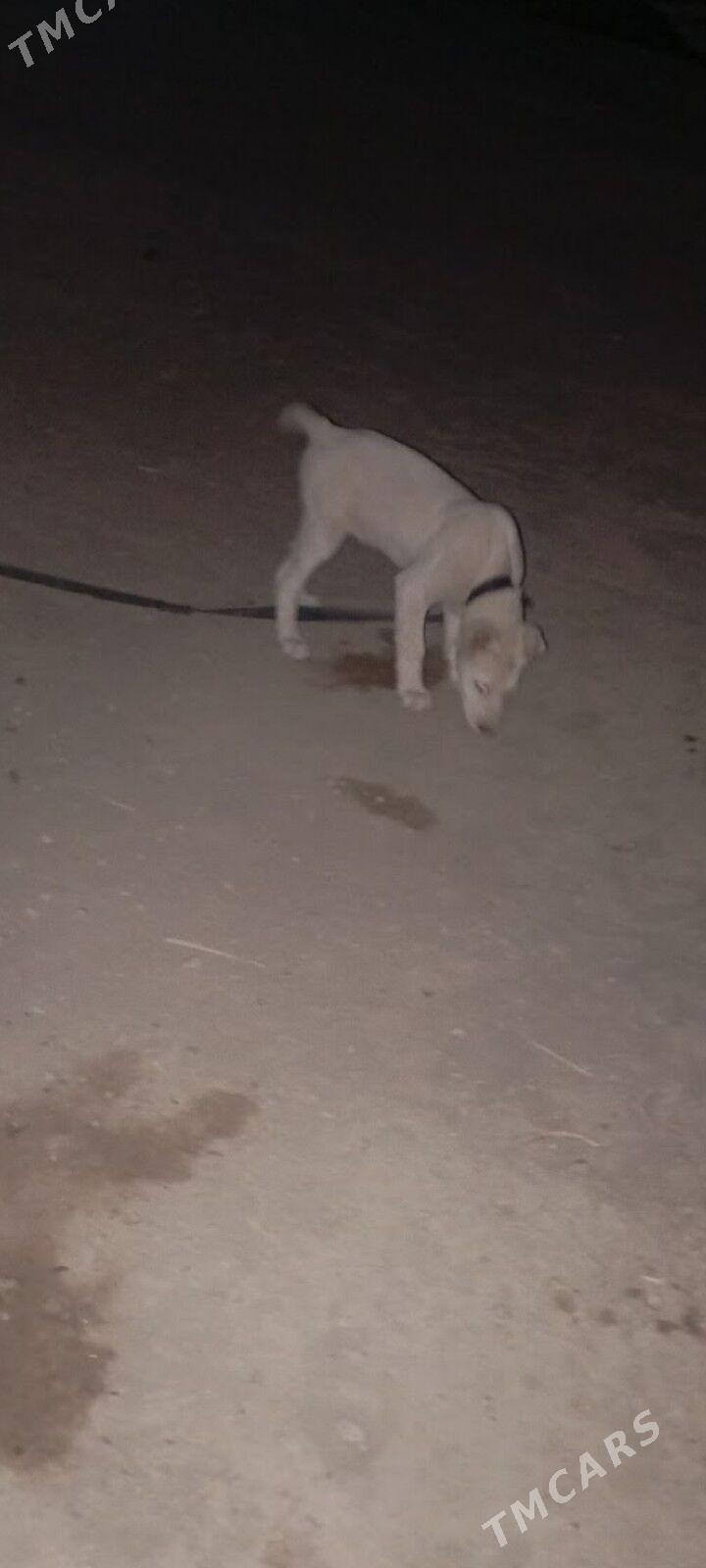 turkmen itturkmen it - Daşoguz - img 7