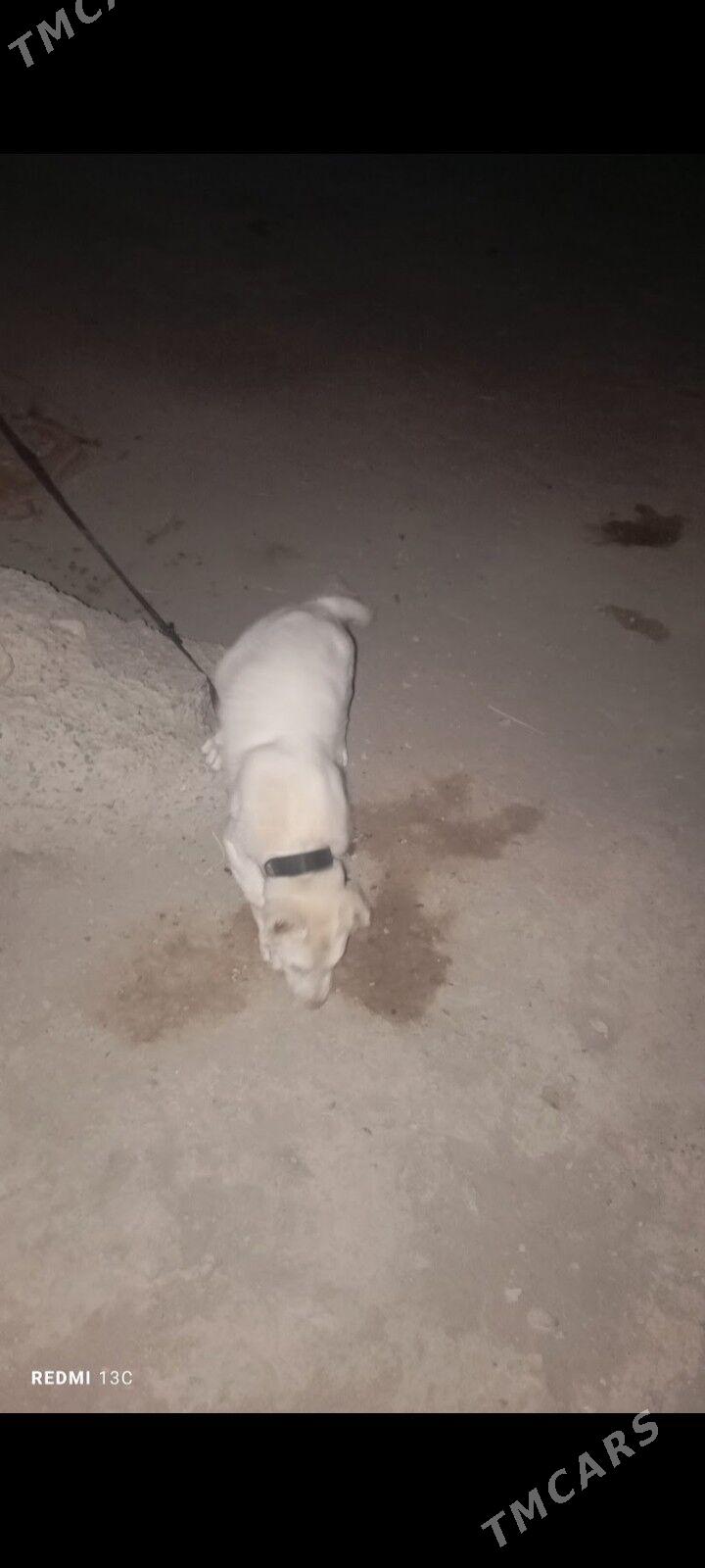 turkmen itturkmen it - Daşoguz - img 9