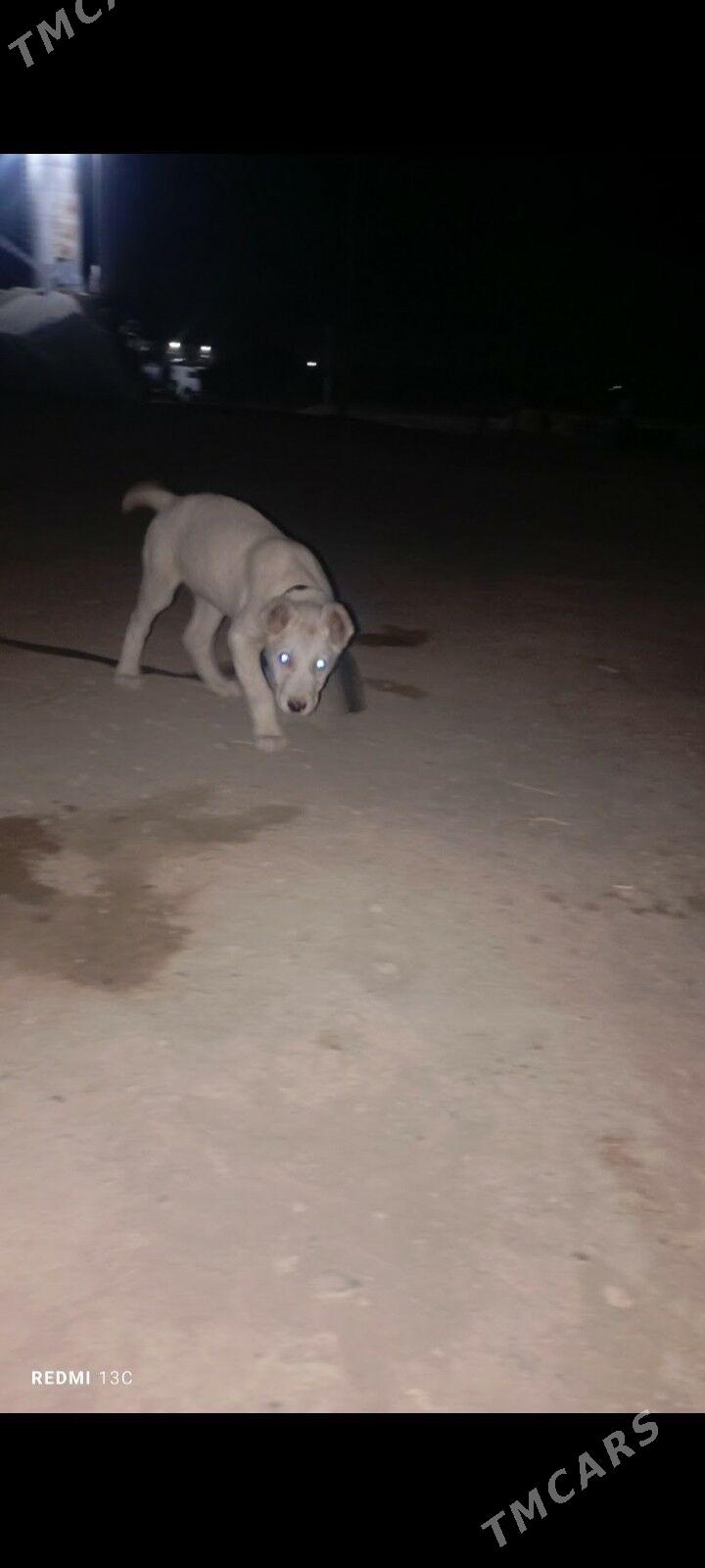 turkmen itturkmen it - Daşoguz - img 2