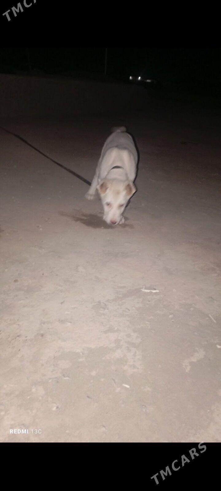 turkmen itturkmen it - Daşoguz - img 8