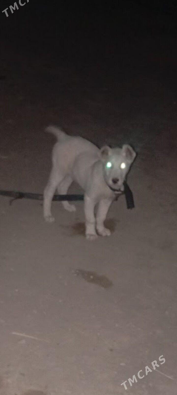 turkmen itturkmen it - Daşoguz - img 5