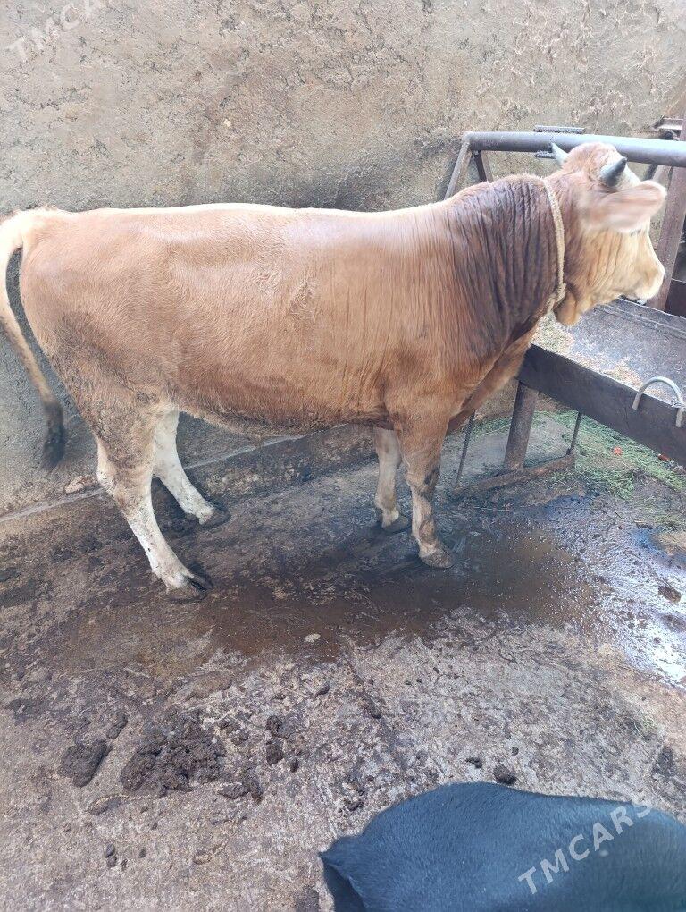 okuz tuwe - Aşgabat - img 2