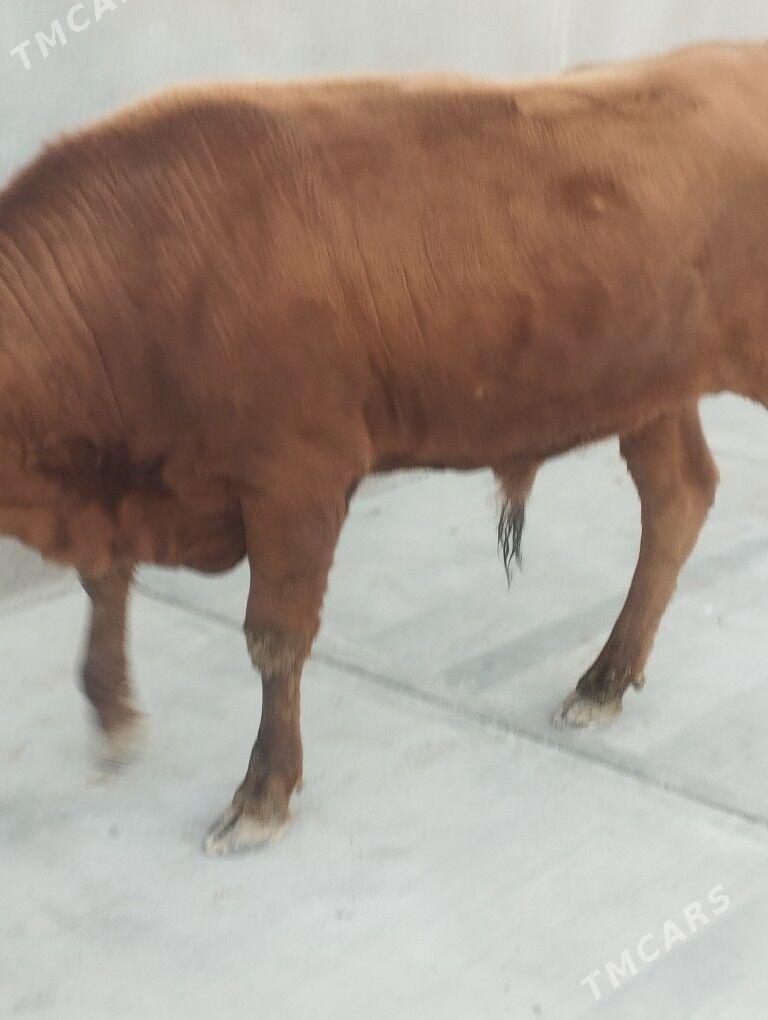 okuz - Änew - img 2