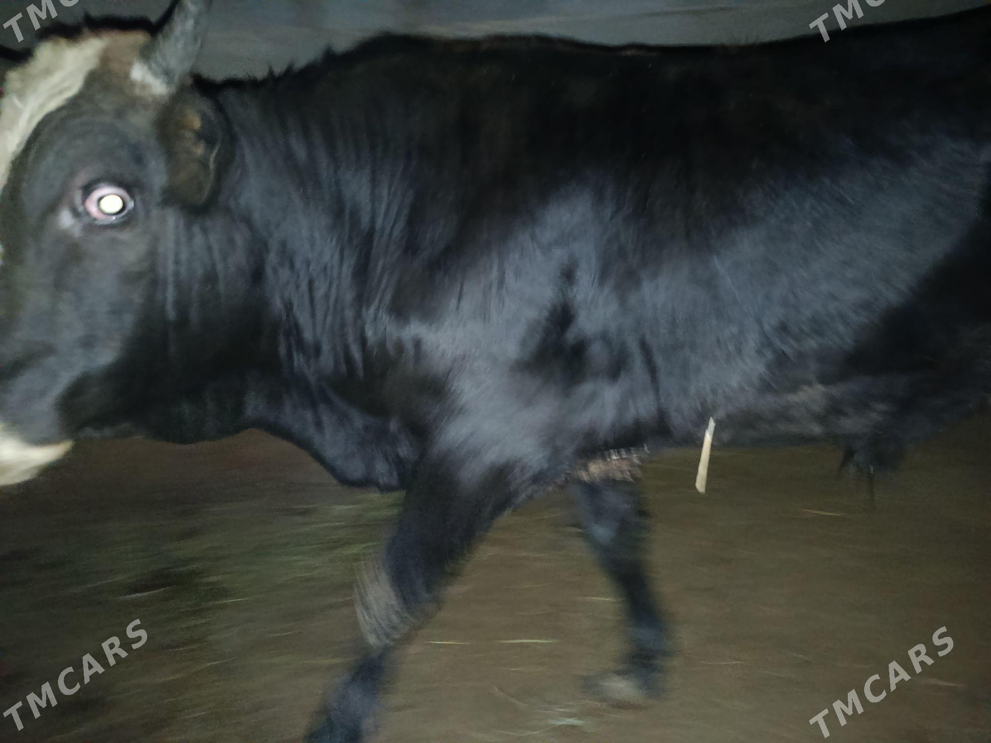 Okuz - Ак-Бугдайский этрап - img 2