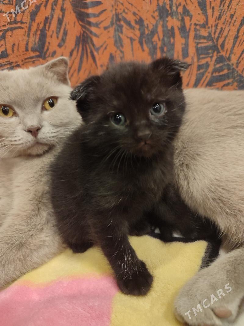 кошка и котенок - Бекреве - img 2