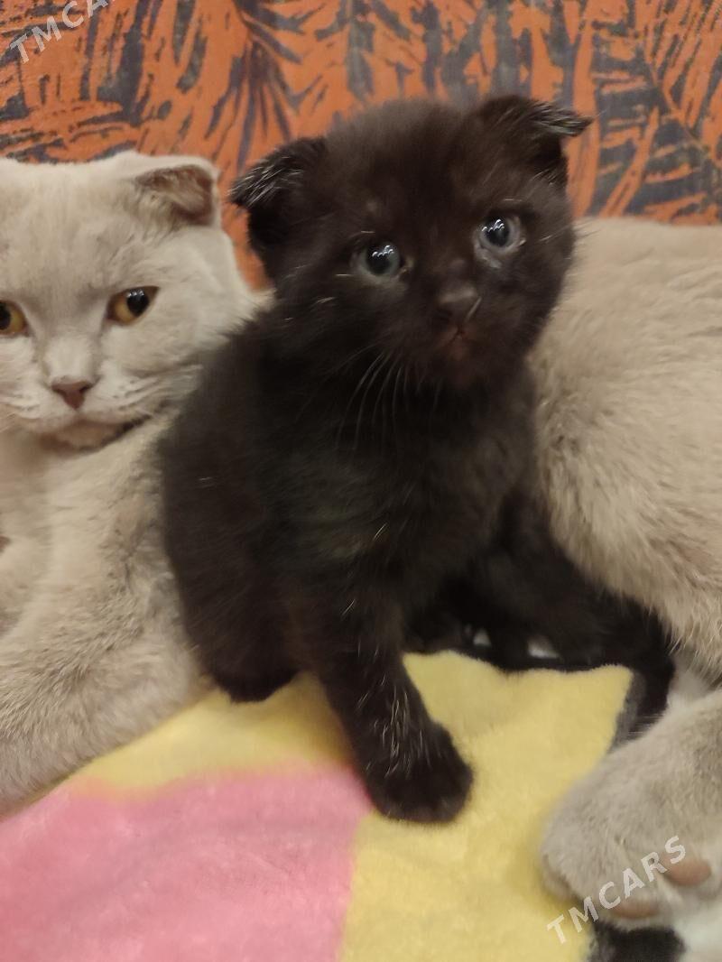 кошка и котенок - Бекреве - img 3