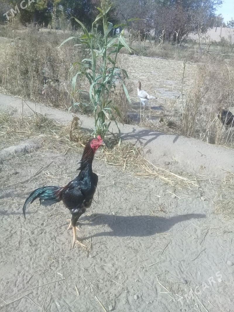 horaz özbek - Gurbansoltan Eje - img 2