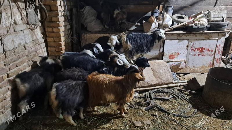 çewiš - Гызыларбат - img 2