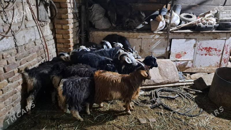 çewiš - Гызыларбат - img 1